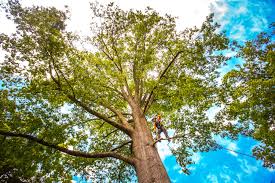 Trusted Alexandria, LA Tree Services Experts