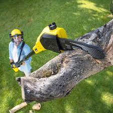 Best Arborist Consultation Services  in Alexandria, LA