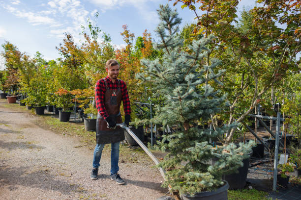 How Our Tree Care Process Works  in  Alexandria, LA